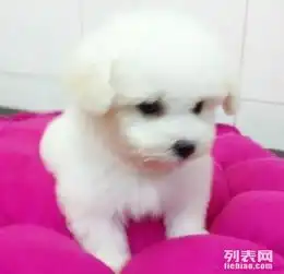 重庆哪里有卖比熊犬纯种比熊幼犬多少钱比熊图片