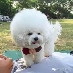 脑袋上永远顶着棉花糖的汪星人这样的比熊你见过吗