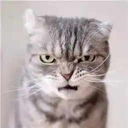 社会猫表情包抖音上特别拽的猫