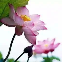 大暑心静如水,莲花自开