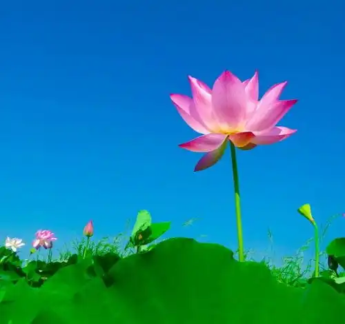 测试一个超长简介的文章
