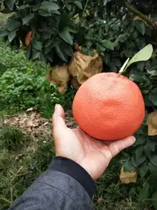 绍兴上虞三红葡萄柚苗种植基地值得推荐