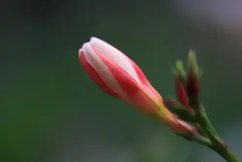 2月开始福气满满,财富丰盈,添喜添财的生肖
