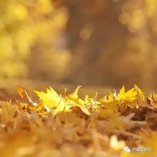 秋分自古逢秋悲寂寥,我言秋日胜春朝
