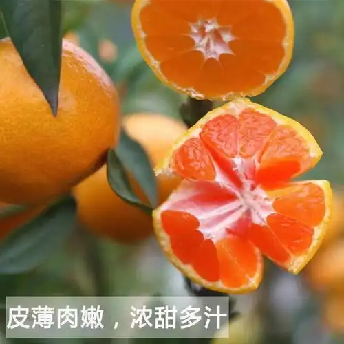 正宗临海涌泉蜜桔孕妇无打蜡新鲜水果当季无核薄皮橘子现摘现发
