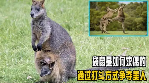 冤种袋鼠的艰难求爱路,它正跟情敌打生打死,美人却跟别人跑了