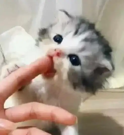 铲屎官用手逗小奶猫,下一秒就被咬住不松口我超凶的,别惹我