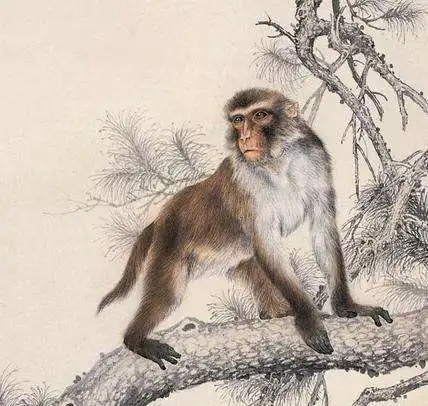 2019亥猪年,命犯太岁的3大生肖,霉运较重,多出意外属猪