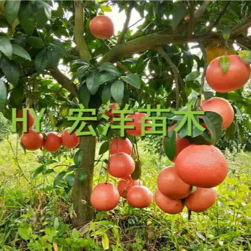 红宝石西柚和南非西柚的区别在哪里买苗