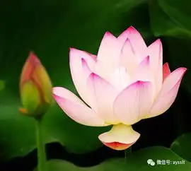 微信头像莲花唯美高清生肖