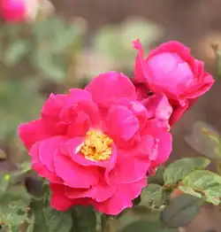 花朵摄影之二,宝莲花灯花朵
