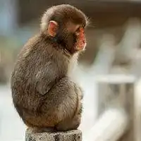属猴女微信头像旺财招财微信头像图片大全
