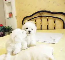 标题绍兴哪里有出售比熊狗狗绍兴比熊多少钱本月特价