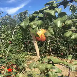 翡翠梨苗价格是多少翡翠梨树苗多少钱-黄页88网