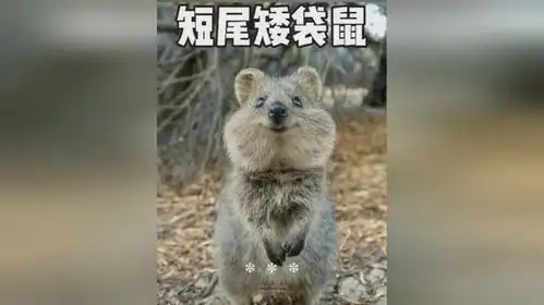 袋鼠家族中的小老弟,短尾矮袋鼠