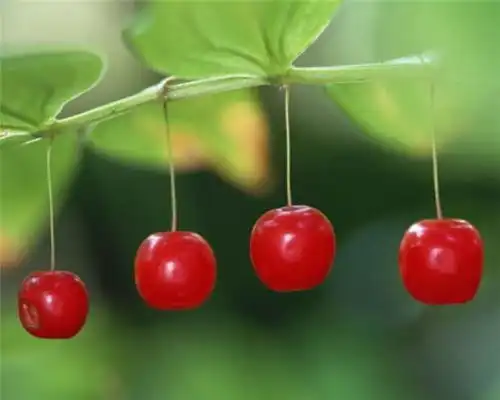 人类最早栽培的4种果树,葡萄上榜,第4种栽一棵能收获几十年