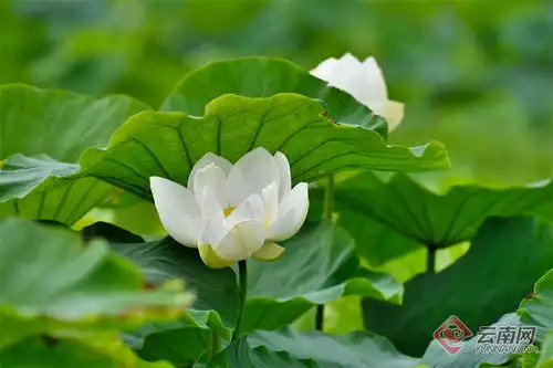 保山昌宁夏至已至荷盛开