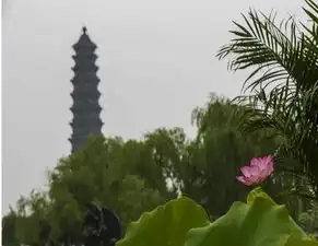 郑州洛阳开封等多地荷花这么美最全赏荷花地图在这里