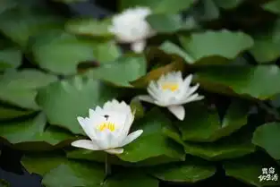 十里荷花初夏的李村河生态公园,美爆了