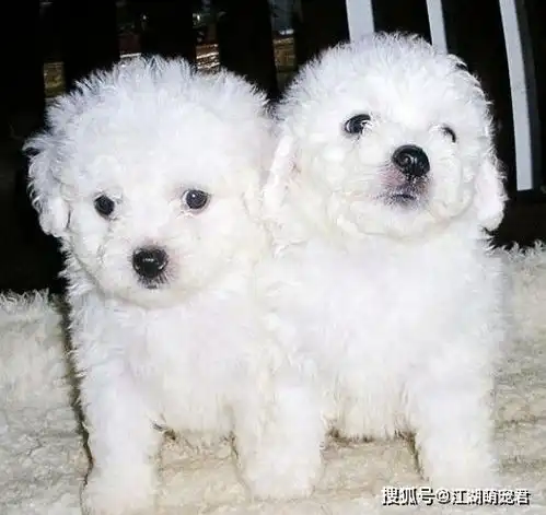 比熊幼犬怎样才能认住主人这几点是关键,训犬师如是说
