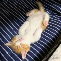 小奶猫睡觉爱平躺神似人类萌图走红网络引无数网友云吸猫