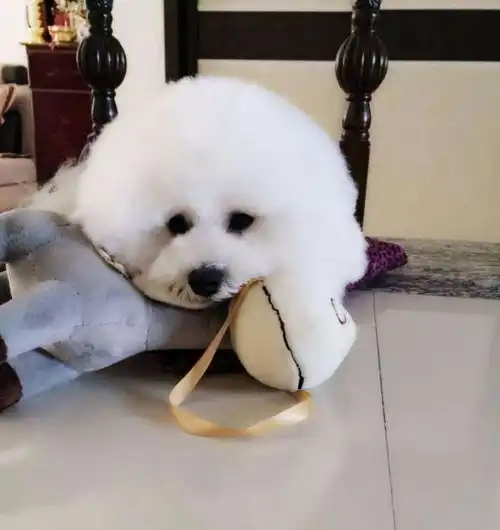 比熊想要你抱抱时,会有这些表现,网友太可爱了