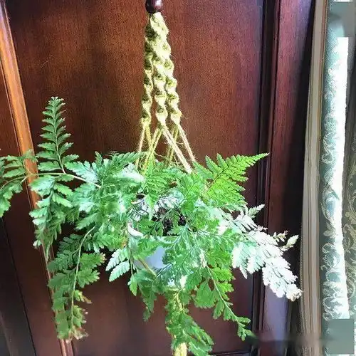 适合养在室内的狼尾蕨禅意盆栽