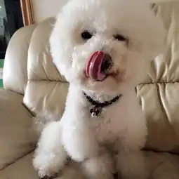 比熊犬pk泰迪犬,这点泰迪胜