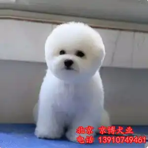 法系卷毛比熊犬出售纯种比熊犬价格北京比熊犬舍-黄页88网