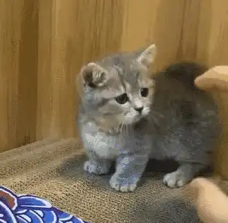 狸花猫有什么地方,值得人们去饲养呢