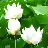 最漂亮的白莲花头像图片微信头像图片大全