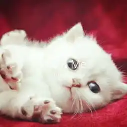 萌猫咪照片电影呵呵呵娅幂的美拍