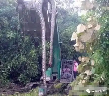 奇闻异事地球上既然还有几乎杀不死的生物