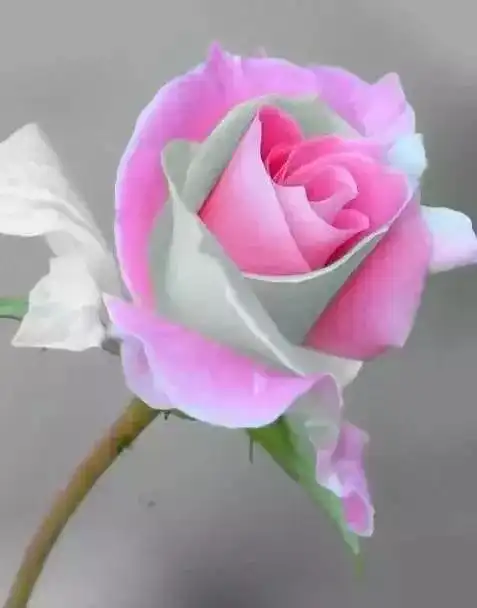 测试一个超长简介的文章
