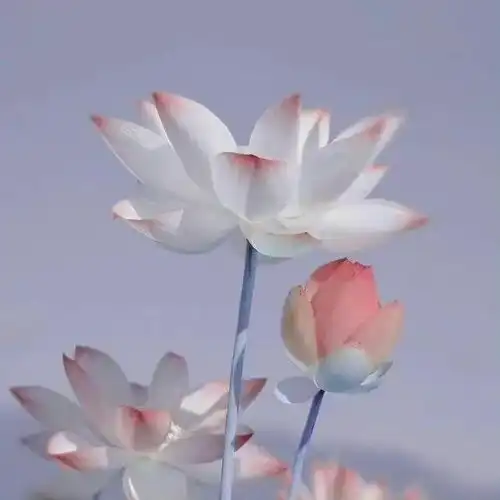 清新脱俗的头像