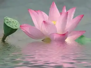 皈依的利益集广大福