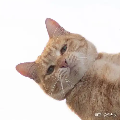 猫有哪些帅气的姿势