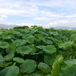 荷花手机随拍玉溪版普者黑