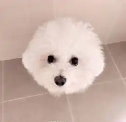 像棉花糖一样的比熊犬,萌的受不鸟