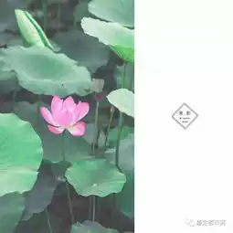惊艳嘉定荷花盛放幽香迷人高清大图美到窒息