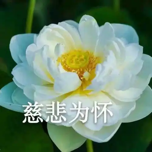 头像忍不住惊呼太可爱的小句子