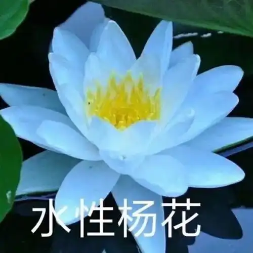 英子100张11大系列,个性微信头像,任你挑选