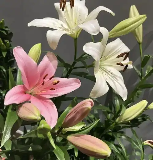 百合花能吃吗这3种可以食用,其它的都不能吃,小心中毒