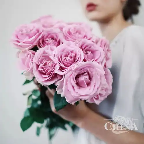 玫瑰我陪你一起度过,无论七夕与朝夕