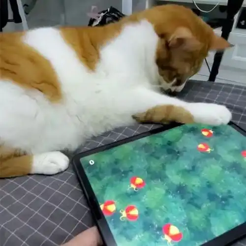 抖音上猫玩踩虫子手机游戏逗猫玩具