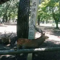 霓虹花开,风立之国六人八天日本游