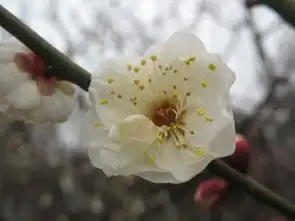 遨游东湖梅花节,怎赖不仕梅花开遨游仕评测