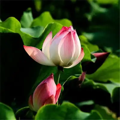 测试一个超长简介的文章