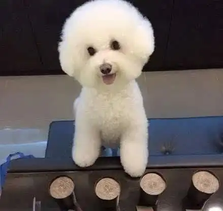 宠物狗狗怕冷排行榜top5