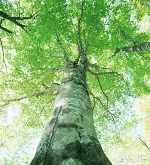 投资未来创业板风景独好
